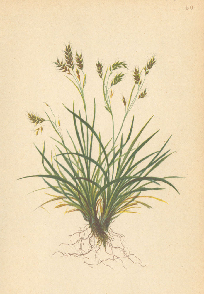 ALPENFLORA ALPINE FLOWERS. Carex capillaris L-Zartstielige Segge 1897 print